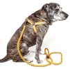 Reflective Stitched Easy Tension Adjustable 2-in-1 Dog Leash and Harness - Small