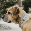 Adjustable Collar - Quick Release Metal Alloy - Beige Plaid - M - Beige Plaid