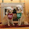 Christmas pet Dog Bandana and Collar; Bow Tie Dog Collar; 2pcs dog collar - red+green(2pcs) - L fits neck circumference 25-48cm