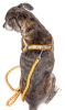 Reflective Stitched Easy Tension Adjustable 2-in-1 Dog Leash and Harness - Medium