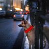 LED Dog Collar USB Rechargeable Adjustable Dog Safety Collar Night Safety Flashing Luminous Light up Collar - Red - S