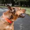 Pet Life 'Aero Mesh' 360 Degree Dual Sided Comfortable And Breathable Adjustable Mesh Dog Collar - Orange - Small