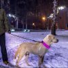 LED Dog Collar USB Rechargeable Adjustable Dog Safety Collar Night Safety Flashing Luminous Light up Collar - Color - M