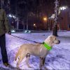 LED Dog Collar USB Rechargeable Adjustable Dog Safety Collar Night Safety Flashing Luminous Light up Collar - Green - M