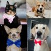 Dogs Accessories Pet Kawaii Dog Cat Necklace Adjustable Strap for Cat Collar Pet Dog Bow Tie Puppy Bow Ties Dog Pet Supplies - Red